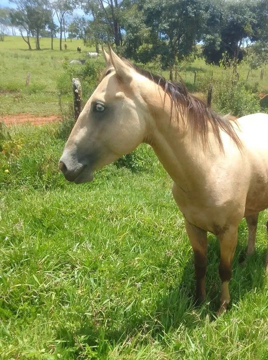 Cavalo paint horse puro