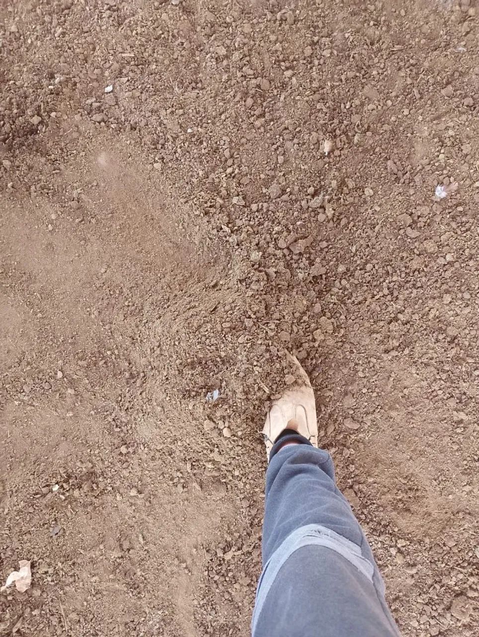 VENDO ESTERCO DE GADO PARA SUA PLANTAÇÃO  - Foto 2