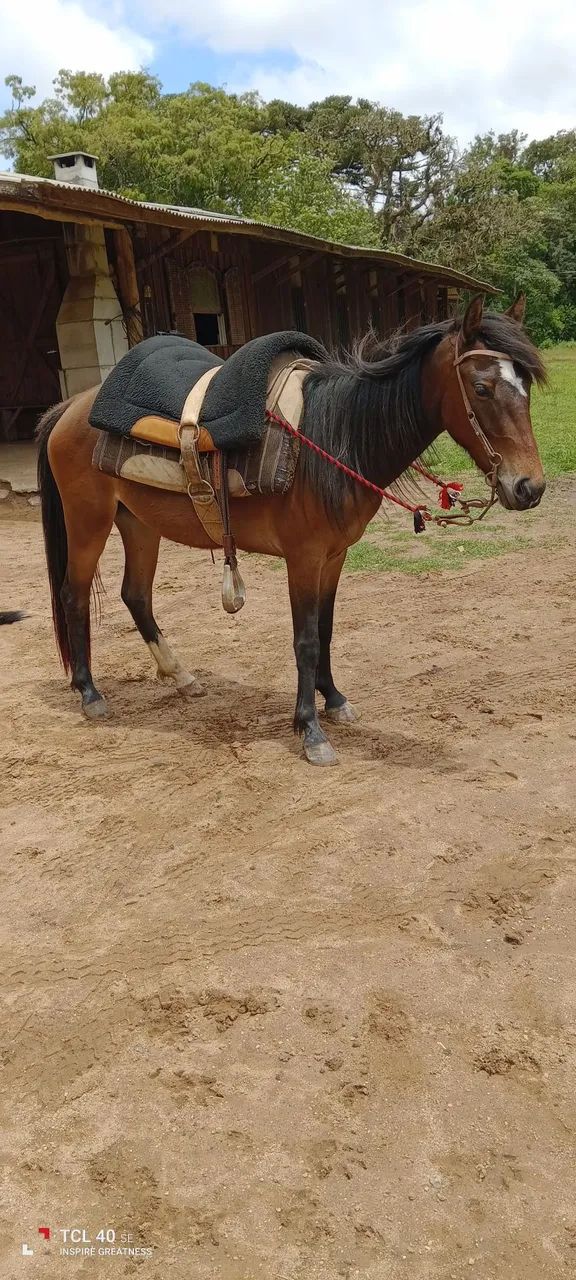 Petiça mansa  - Foto 3