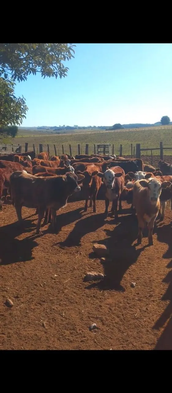 Lote de terneiros para venda.