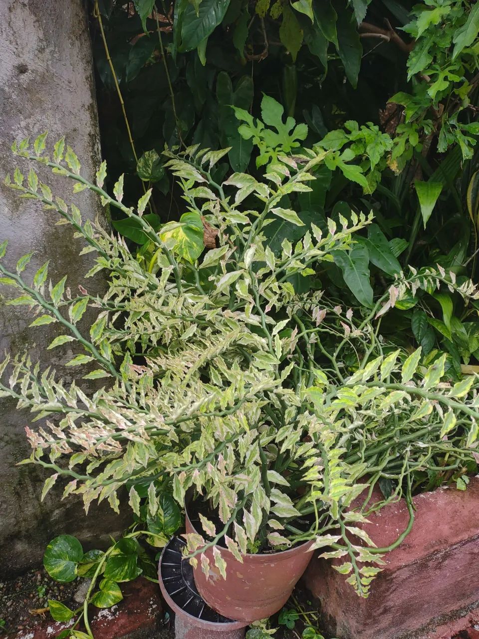 Planta para decorações 