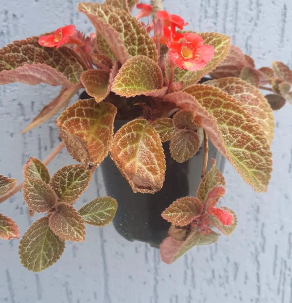 Plantas diversas  - Foto 5