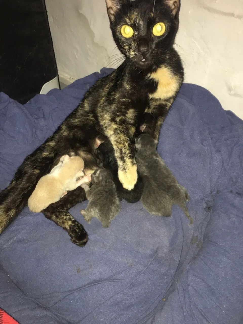 Doaçao de gatinhos  - Foto 2