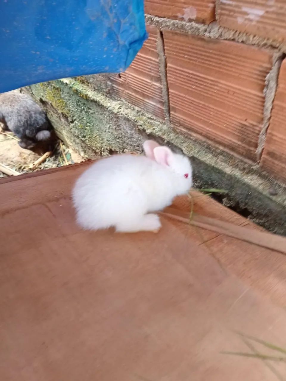 Venda de Coelhinho fofinho  - Foto 2