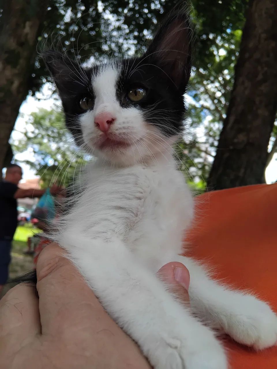 Adoção responsável