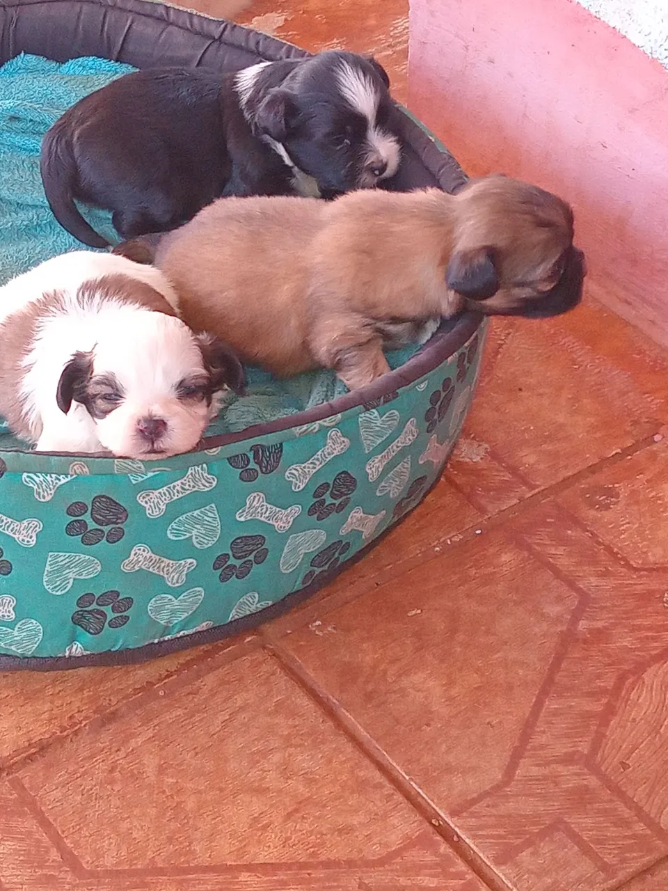 Filhotes de lhasa apso * watts