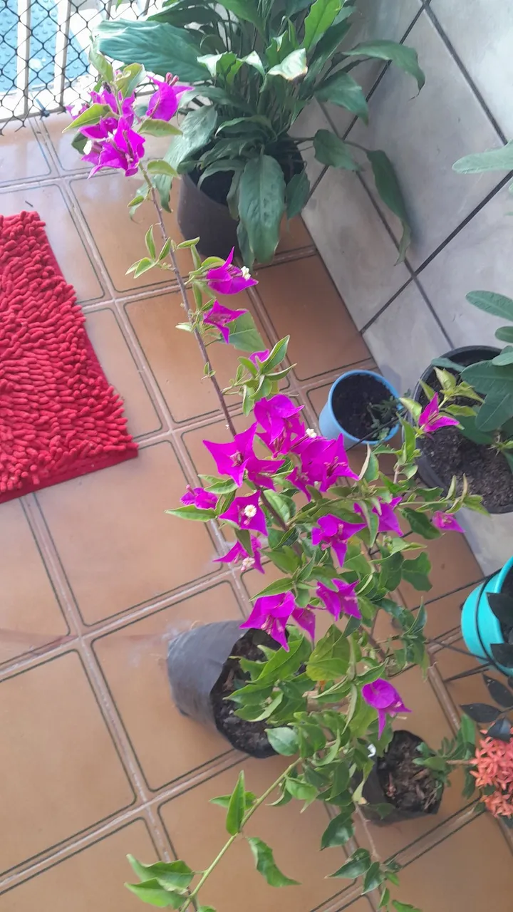 Bougainvillea em vaso