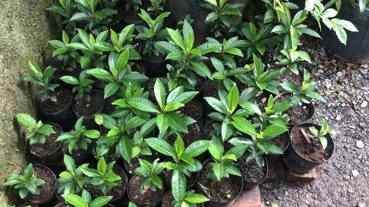 Kit Mudas pra reflorestamento  - Foto 4