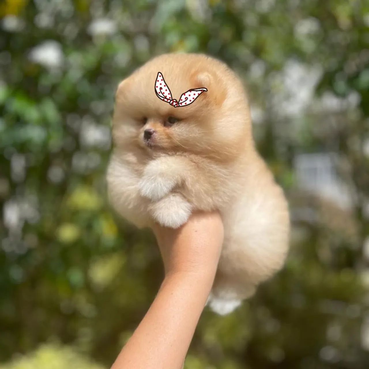 Amor em forma de Ursinho - Lulu da Pomerânia  - Foto 4