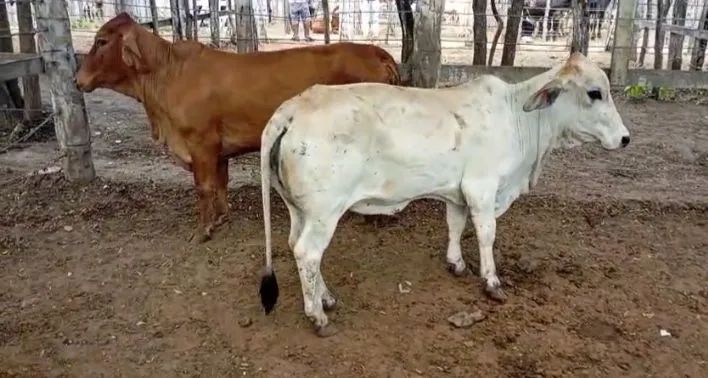 Minis vacas  - Foto 2