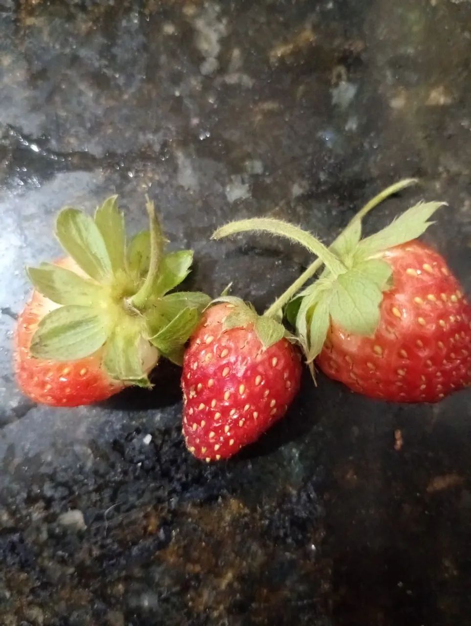 Venda de mudas de morango! - Foto 4