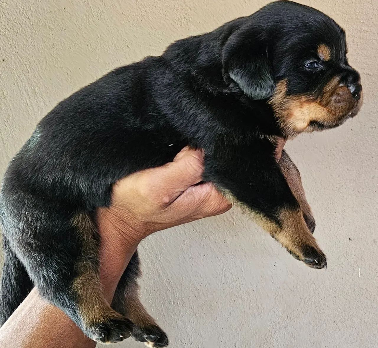 Filhote Rottweiler