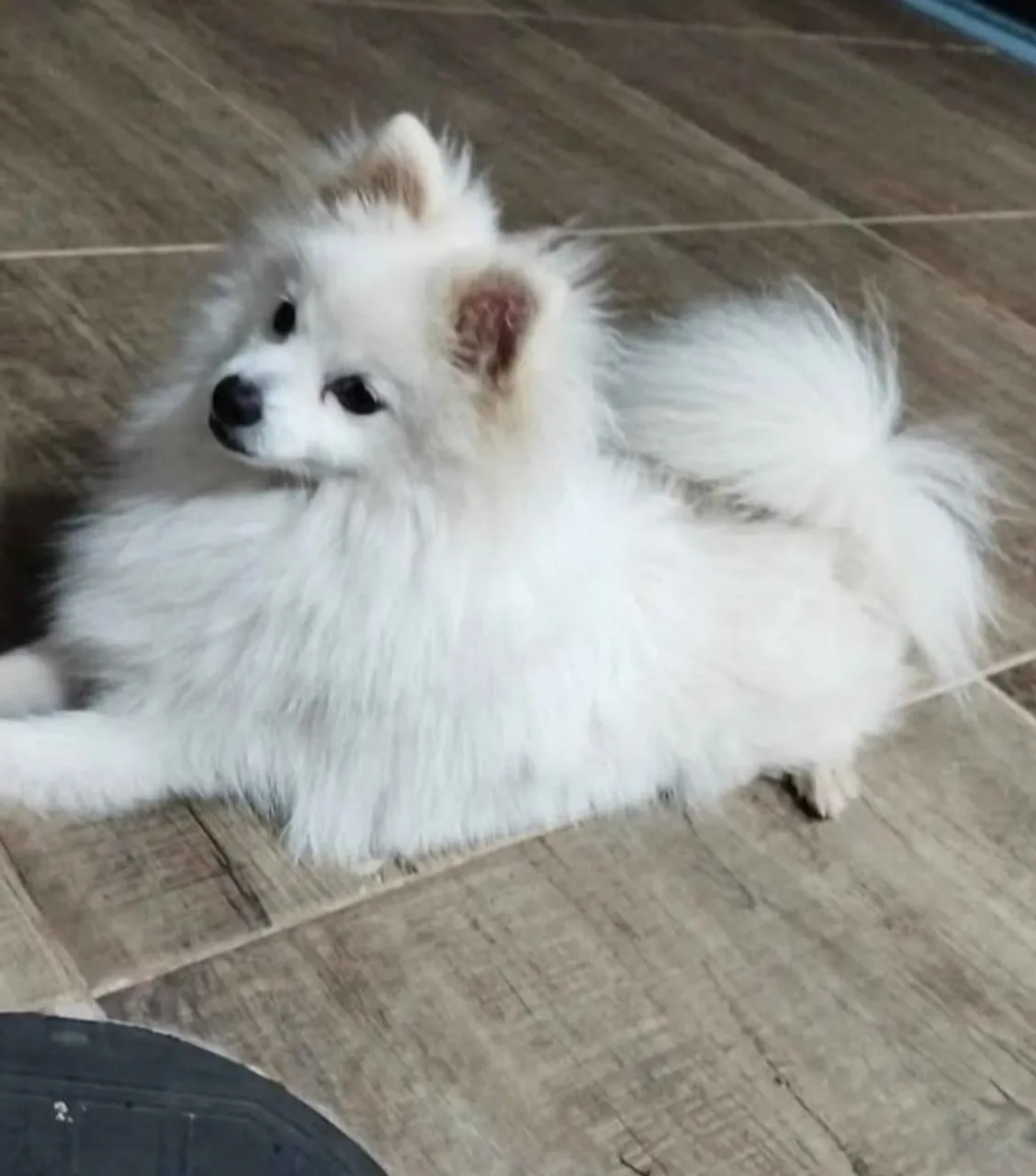 Spitz alemão