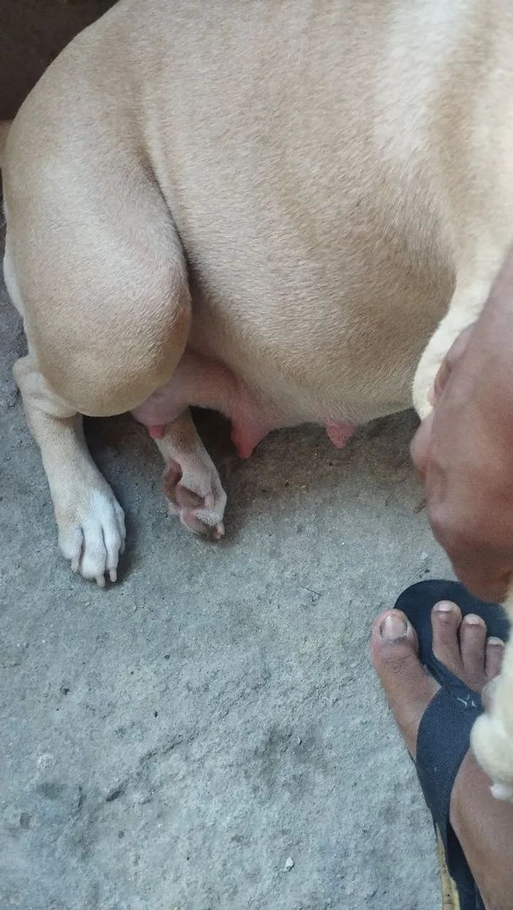 Mãe de filhotes de Pitbull - Foto 2