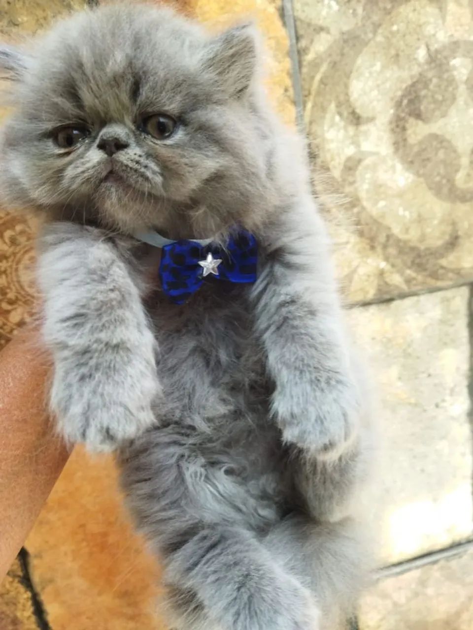 Gato persa importado 