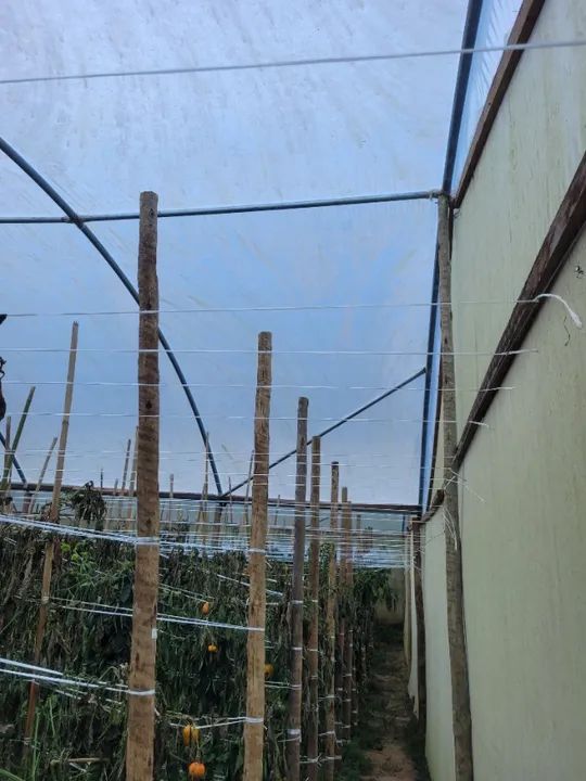 Estufa Agrícola - Foto 4