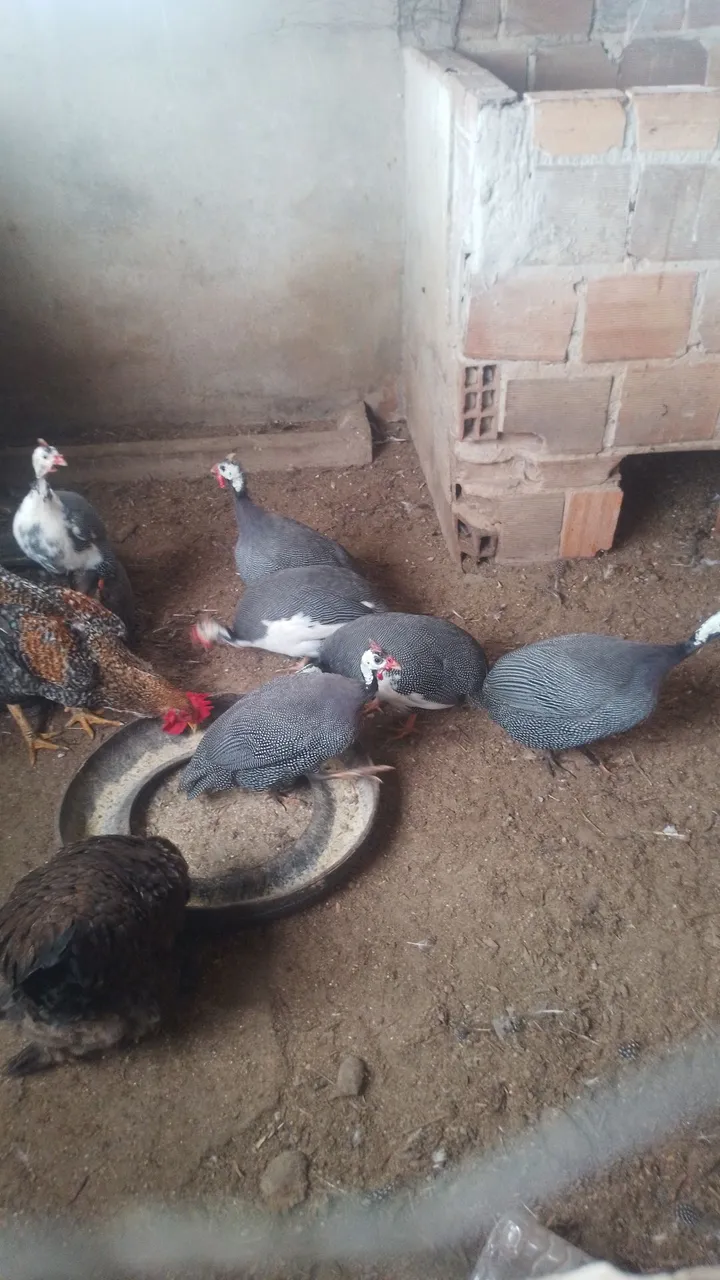 Galinhas d'angola