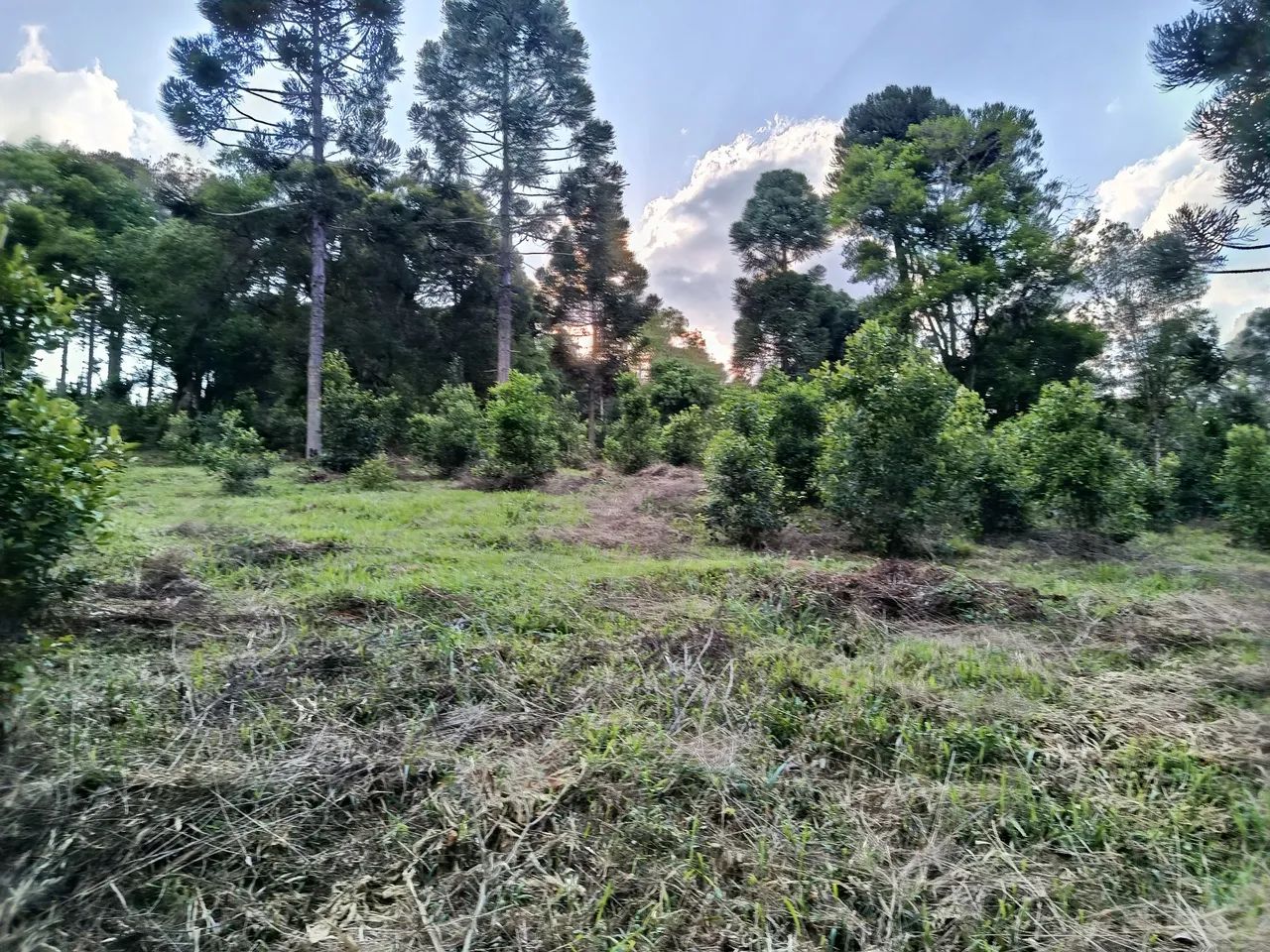Área de 22 mil MTS Antônio Olinto  - Foto 3