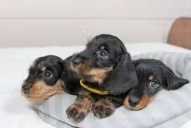 Filhotes de Dachshund ( salsicha ) Apenas fêmeas! - Foto 2