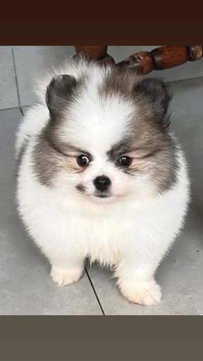 SPITZ ALEMÃO FÊMEAS ANÃZINHA EXÓTICA LINHAGEM NOBRE MENOR DE TODAS QUE EXISTE  - Foto 4