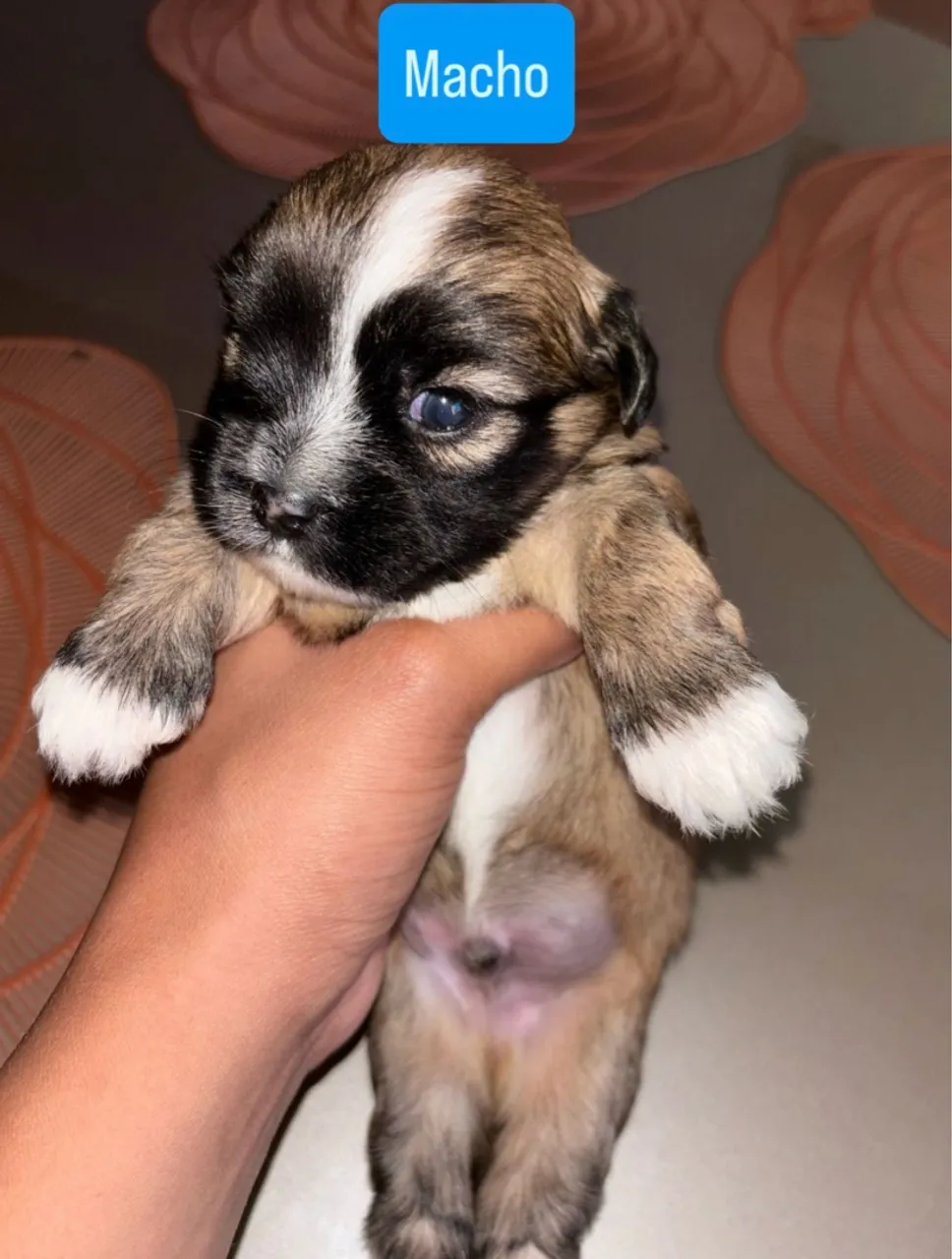 Filhote Shih Tzu Macho