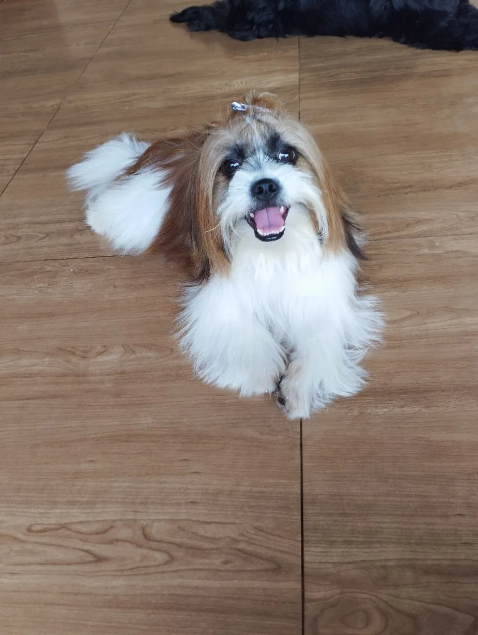 Shih Tzu macho para cruza
