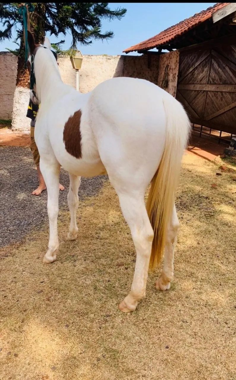 Cavalo Potro Paint horse PO Registrado  - Foto 5