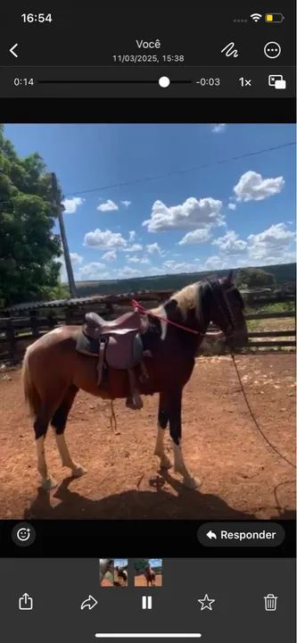 Cavalo pampa inteiro macha picada 