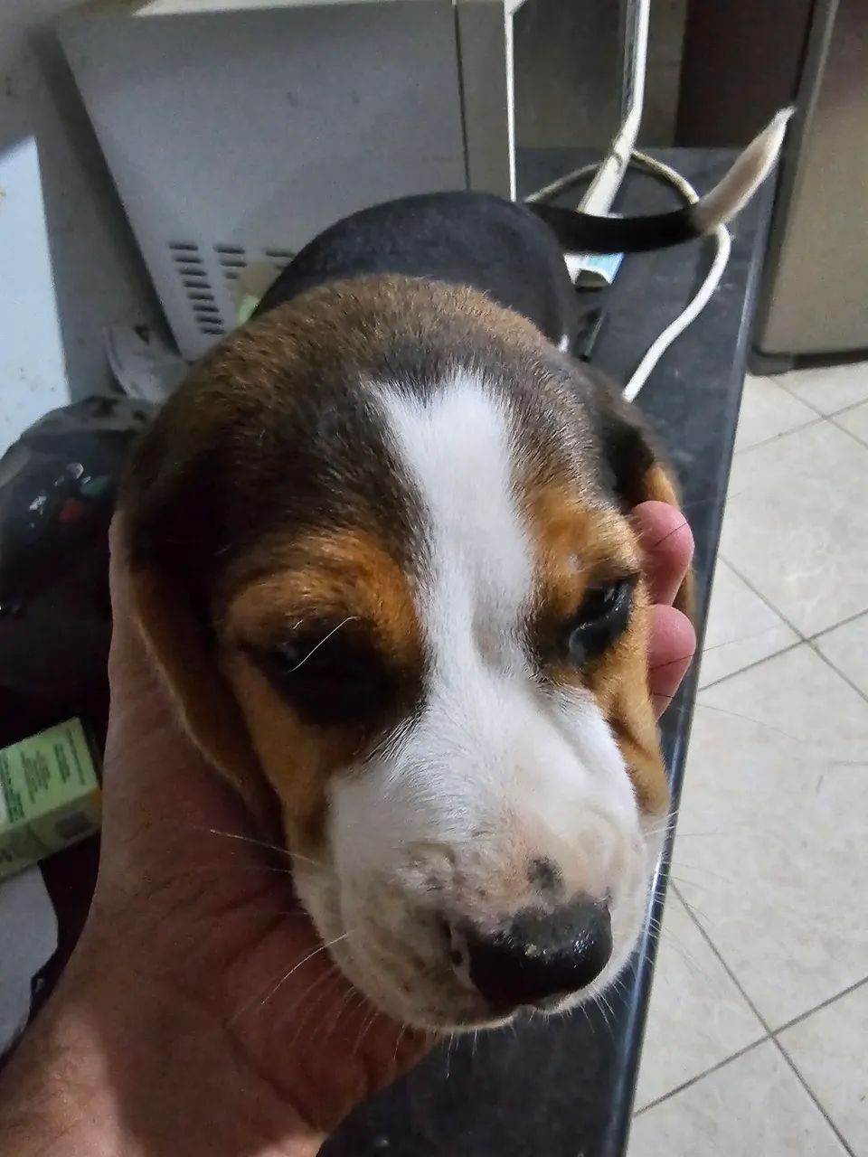 Filhote Beagle - Foto 3
