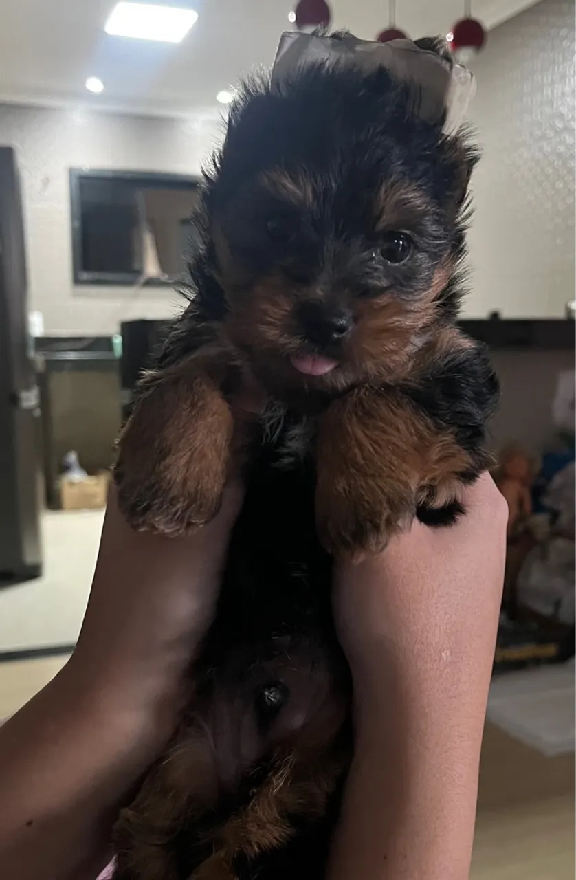 Filhote de Yorkshire Terrier - Uma fofura!