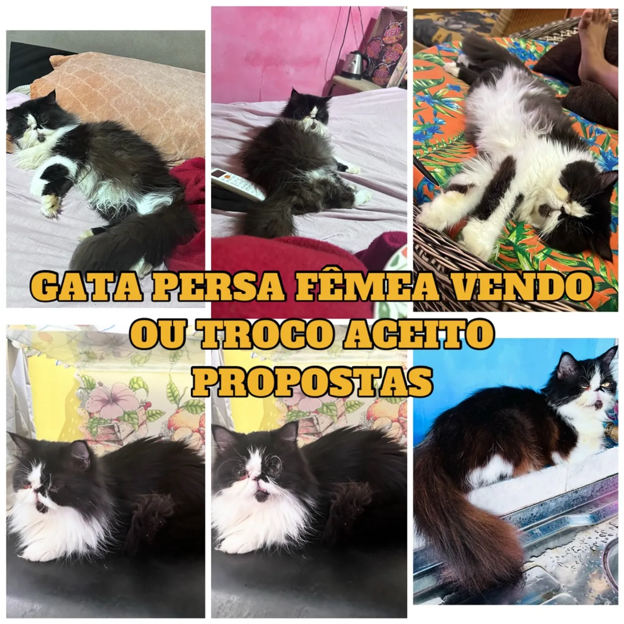 Gata Persa Fêmea bicolor - Linda e Charmosa! 