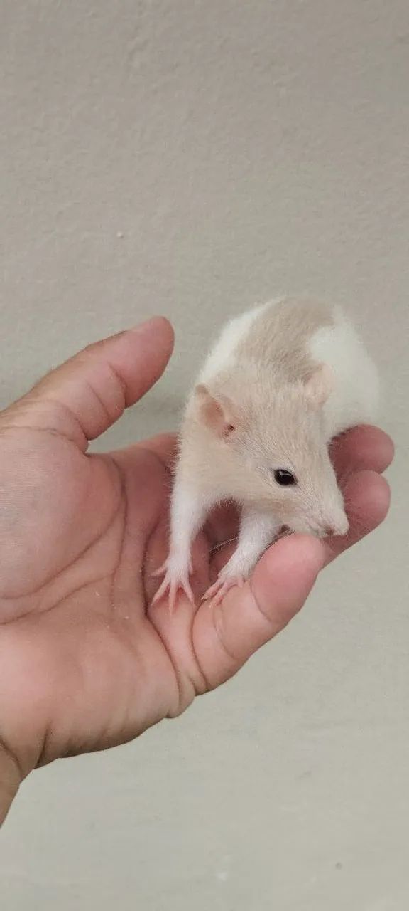 Filhotes ratos Twisters  - Foto 3