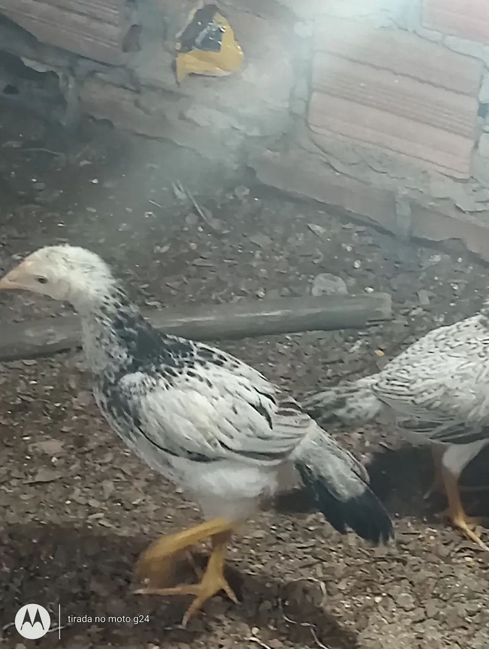 Franga índio Gigante Branco e preto. - Foto 3