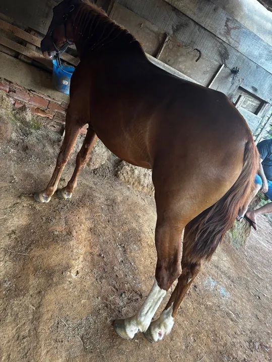 Mangalarga mineira marcha picada - Foto 3