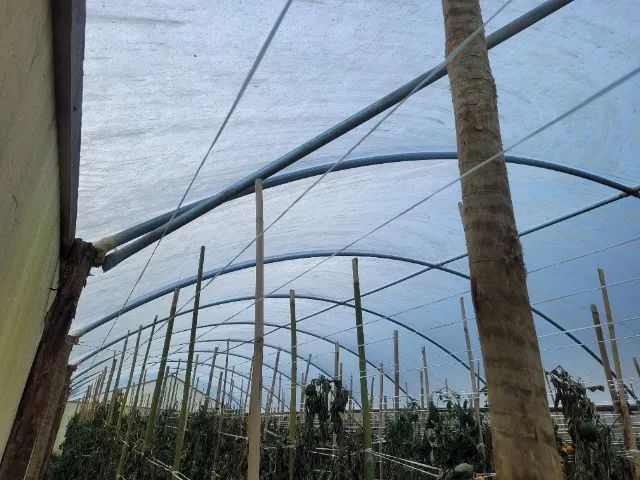 Estufa Agrícola - Foto 3