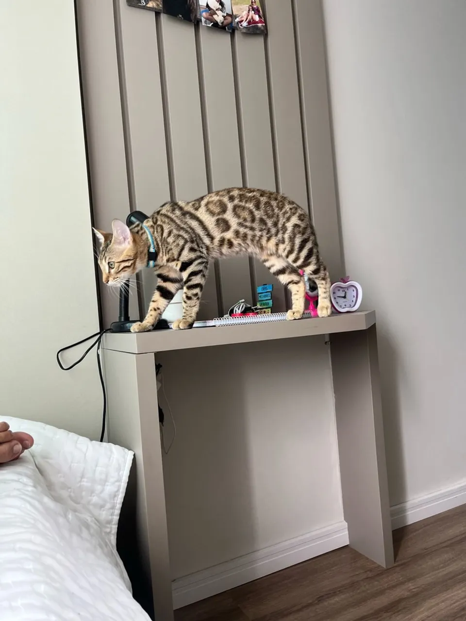 Gato Bengal filhote Macho