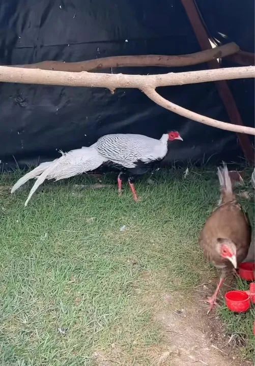 FILHOTES E JOVENS DO GALO PRATA