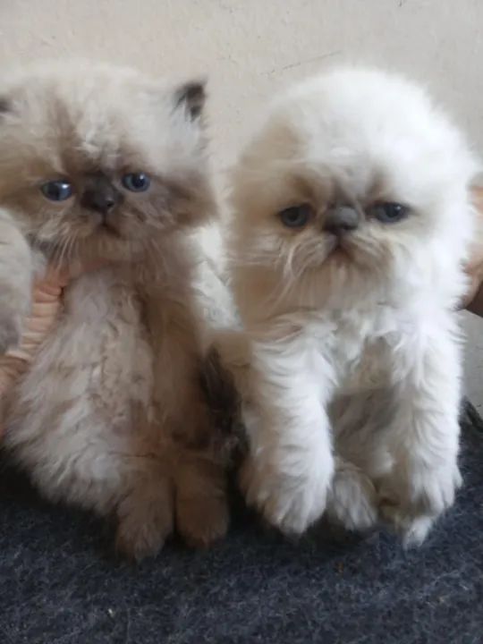 Dois gatinhos persa para adoção - Foto 2