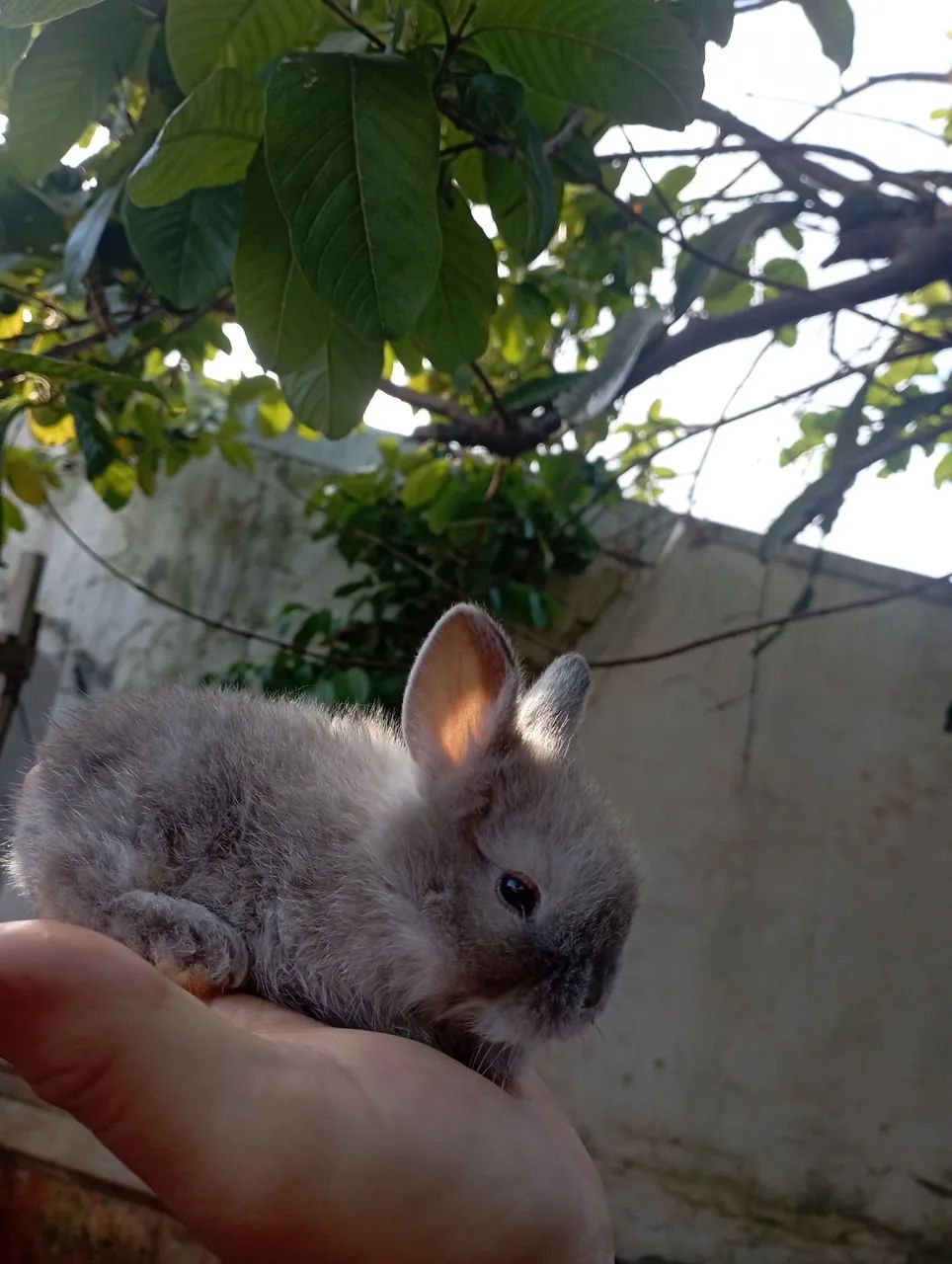 Coelhos64639700474881123