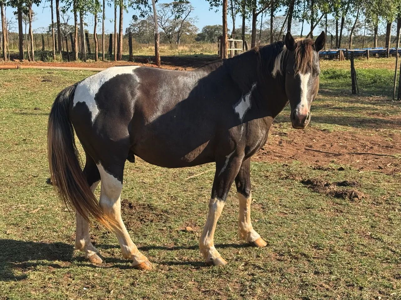 Garanhão Paint horse  - Foto 3