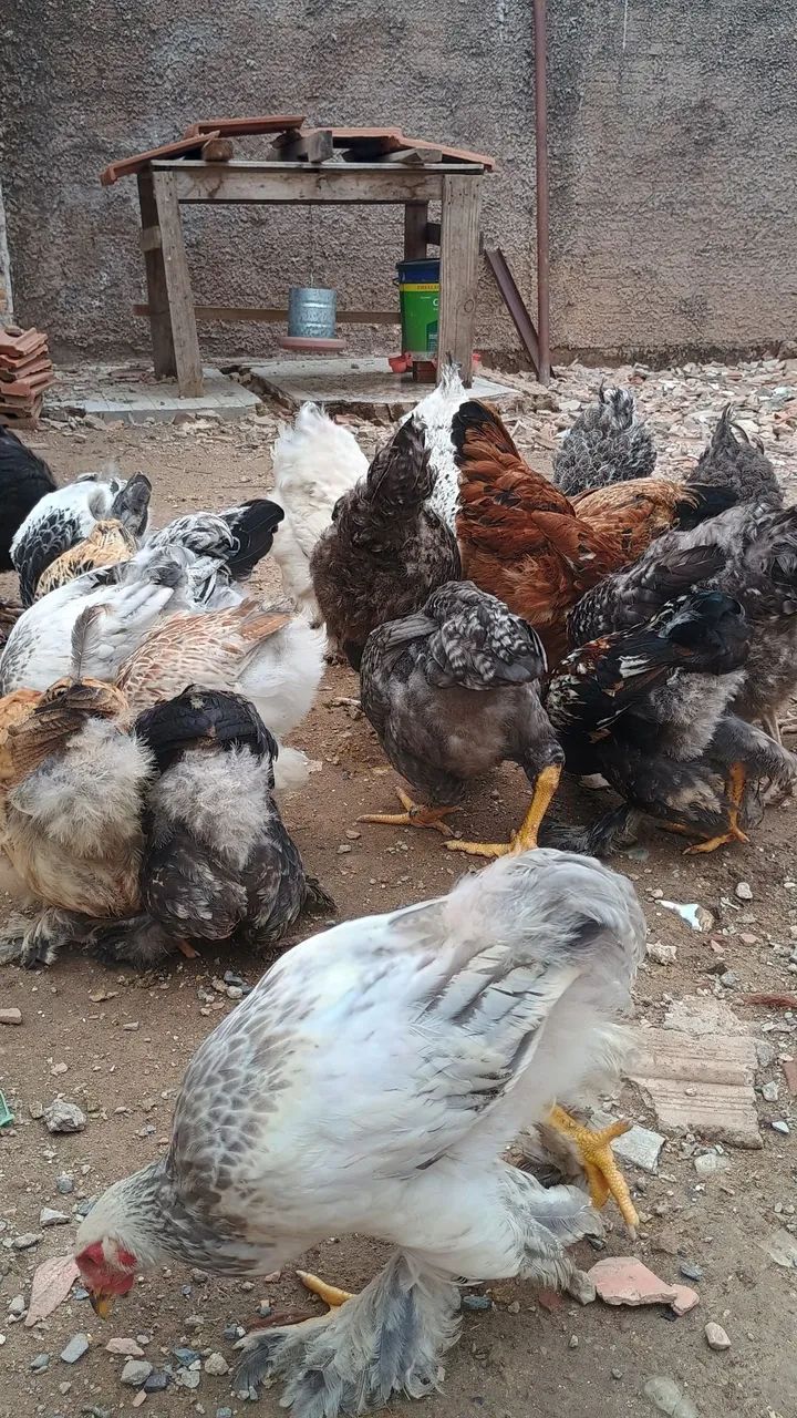 Frangos Brahma. - Foto 3