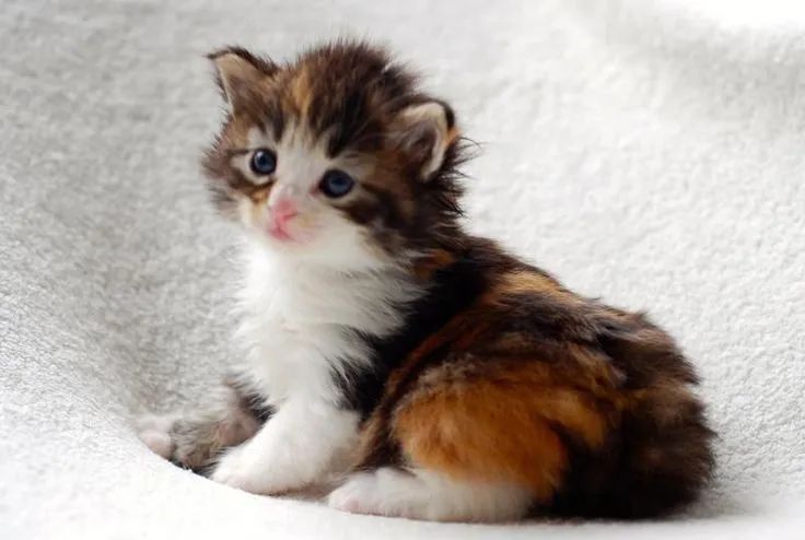 Filhotes disponíveis siberiano  - Foto 4