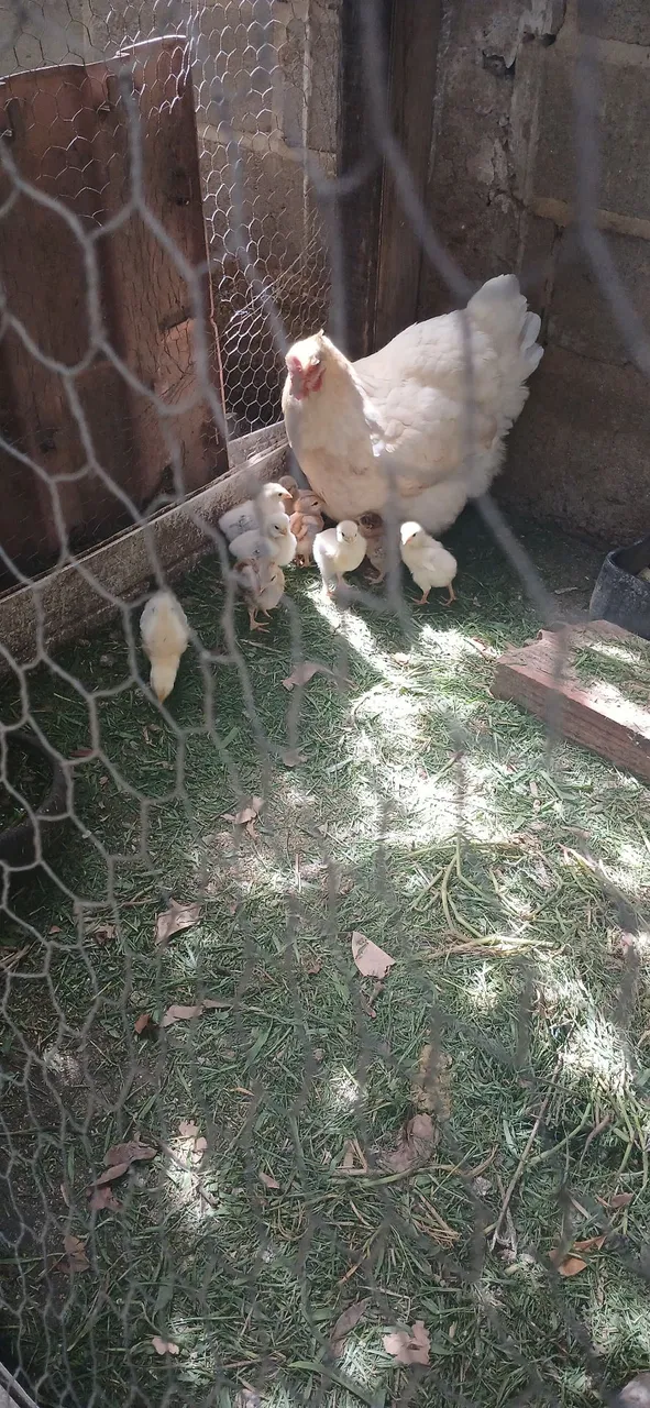 Pintos de 10 dia para venda caipira