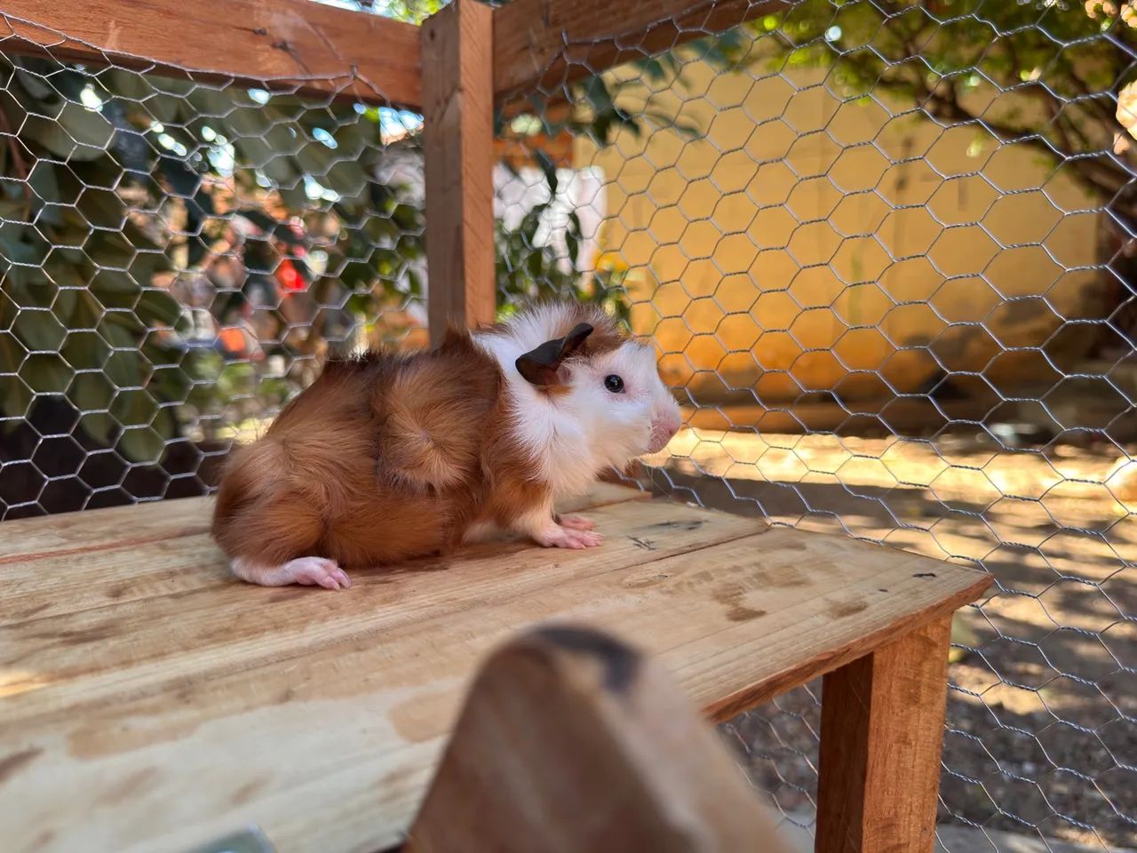 Porquinho da Índia  - Foto 4