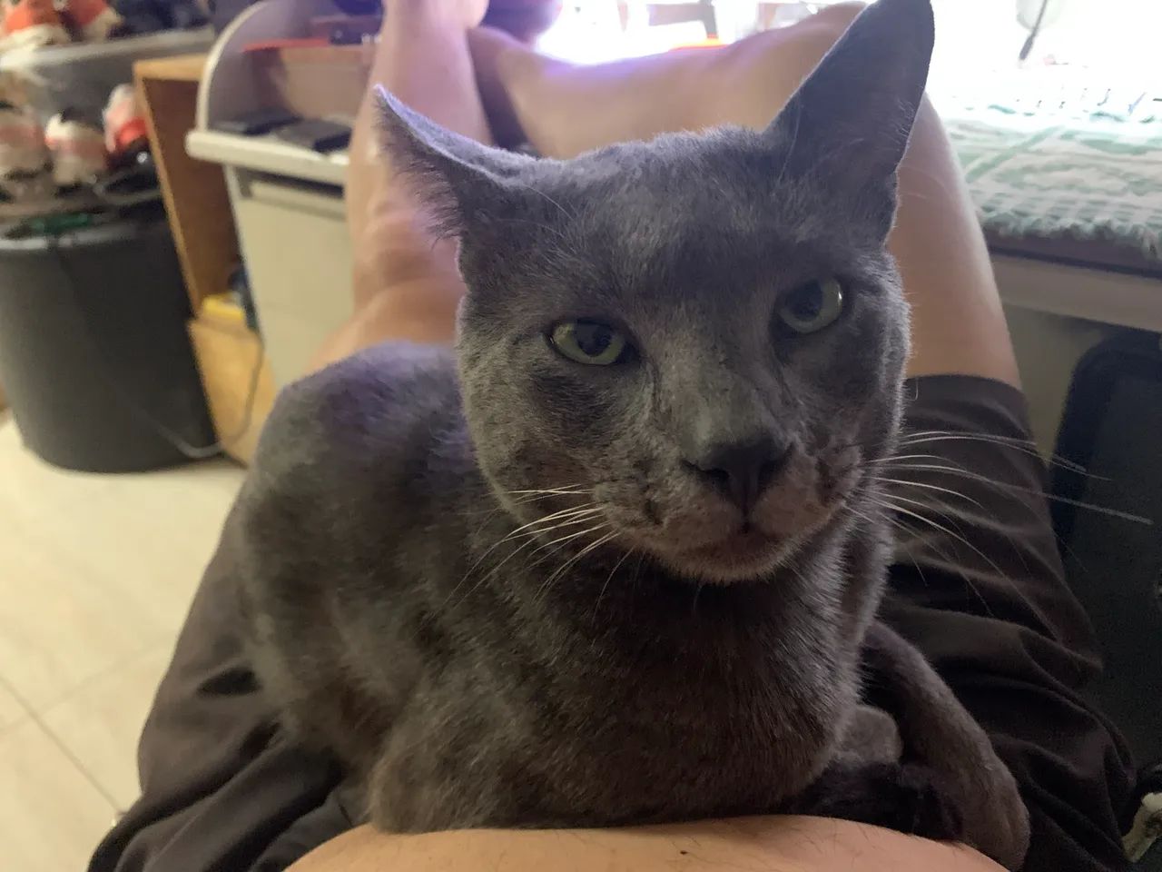 Gata Azul Russo - Foto 2