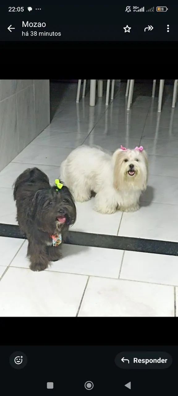 filhotes de lhasa Apso  - Foto 3
