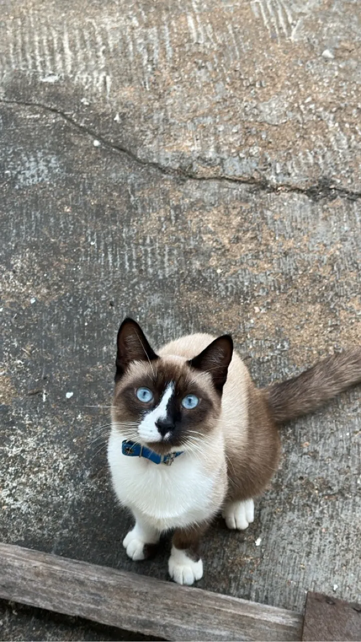 Gatinho Siamês para Adoção