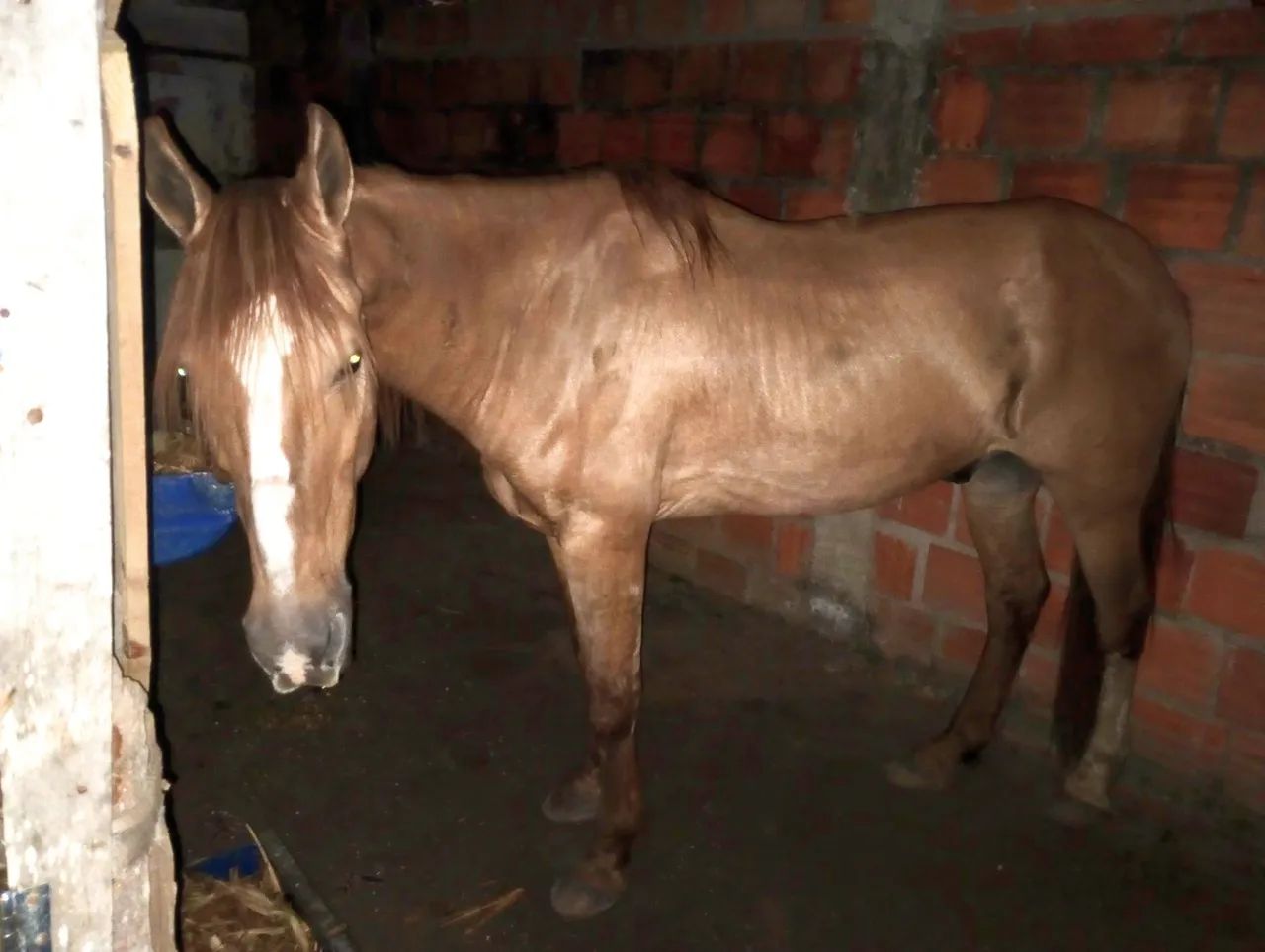 Cavalo mangolino - Foto 5