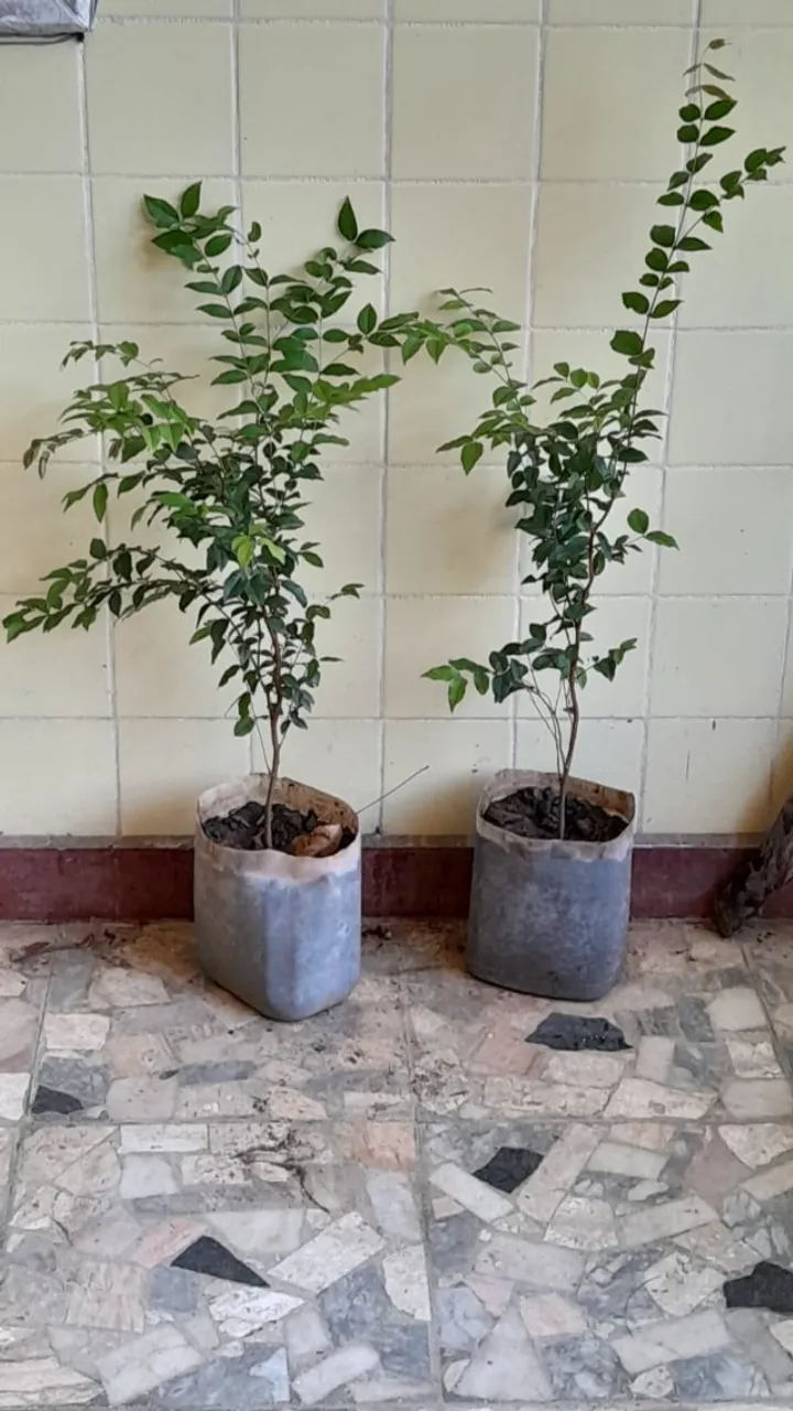 Jabuticabeira Hibrida (vendo mudas)