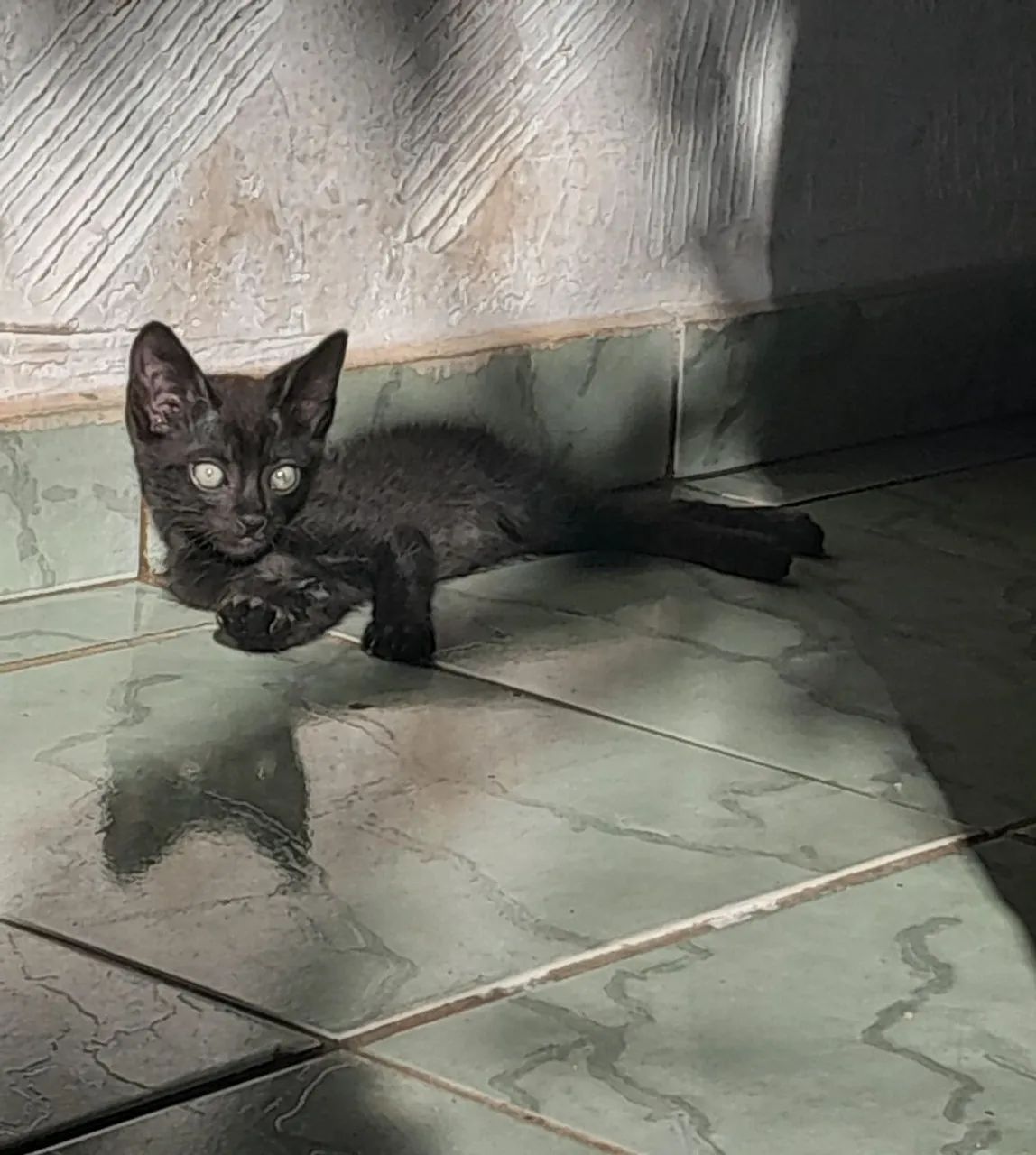?Quero gatinhos para adotar em São Carlos. ?